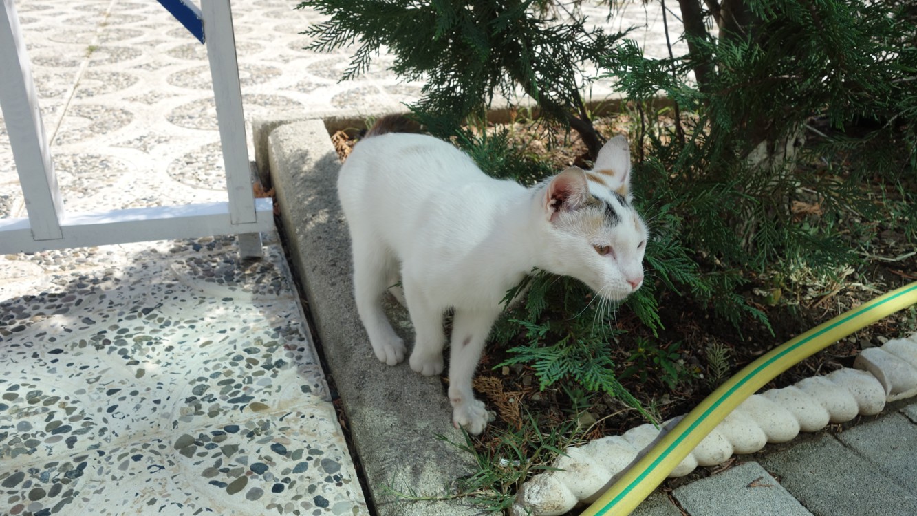 DSC01666