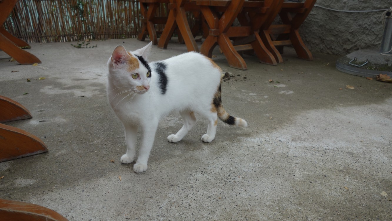 DSC01732