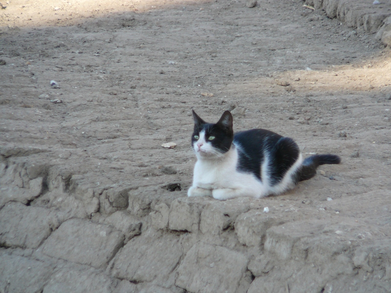 P1090552
