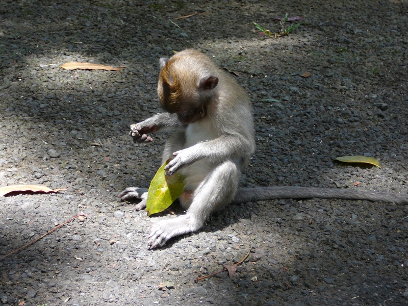 P1100599