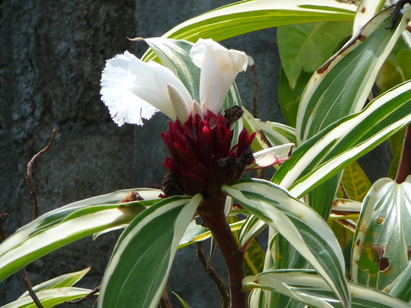 P1100808