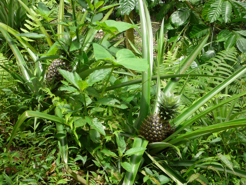 P1110013
