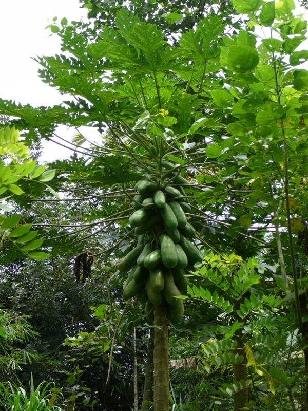 P1110015