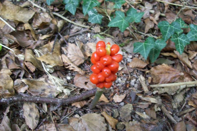 mini-100_3023.JPG