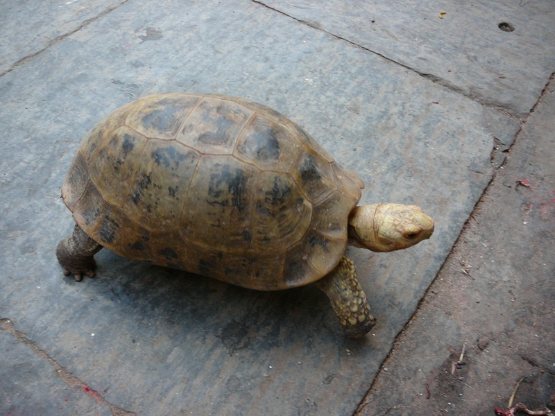 P1130100