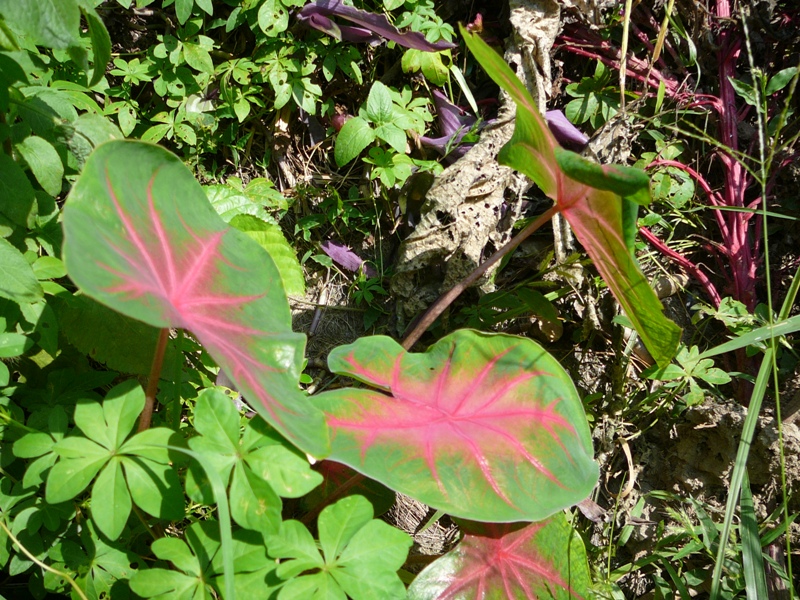 P1140356