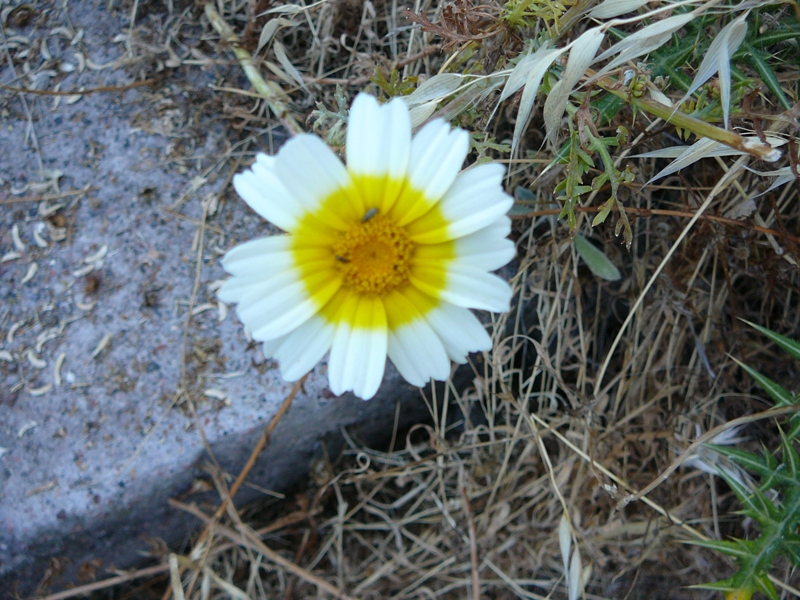 P1150527