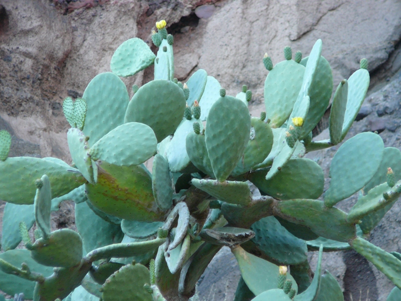 P1150529