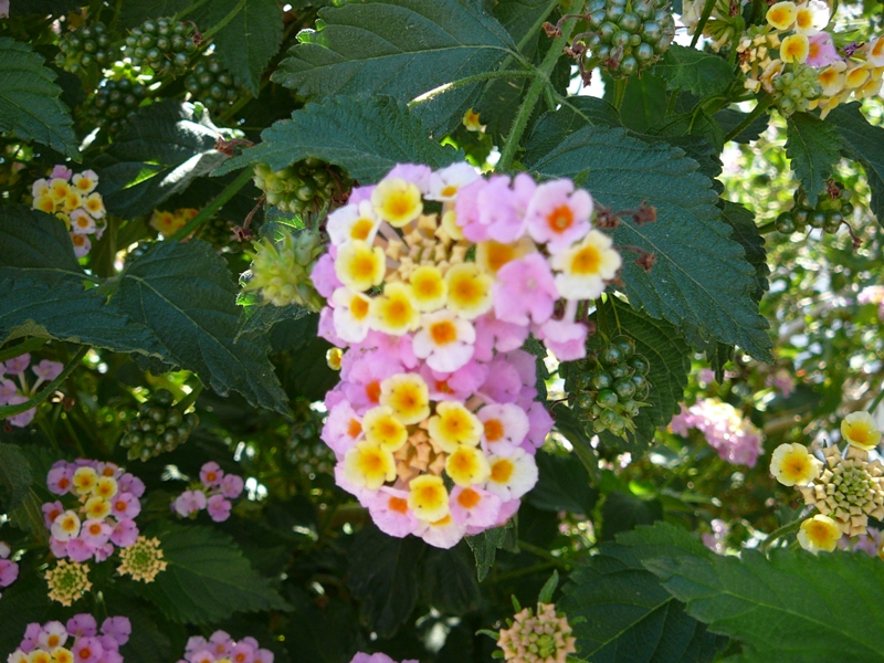 P1150906