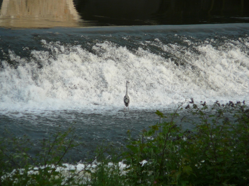 P1160331