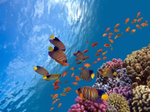 underwater-scene-coral-reef-fish-groups-in-clear-ocean-water.jpg